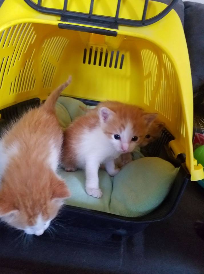 orange and white tabby cat orange and white tabby cat
