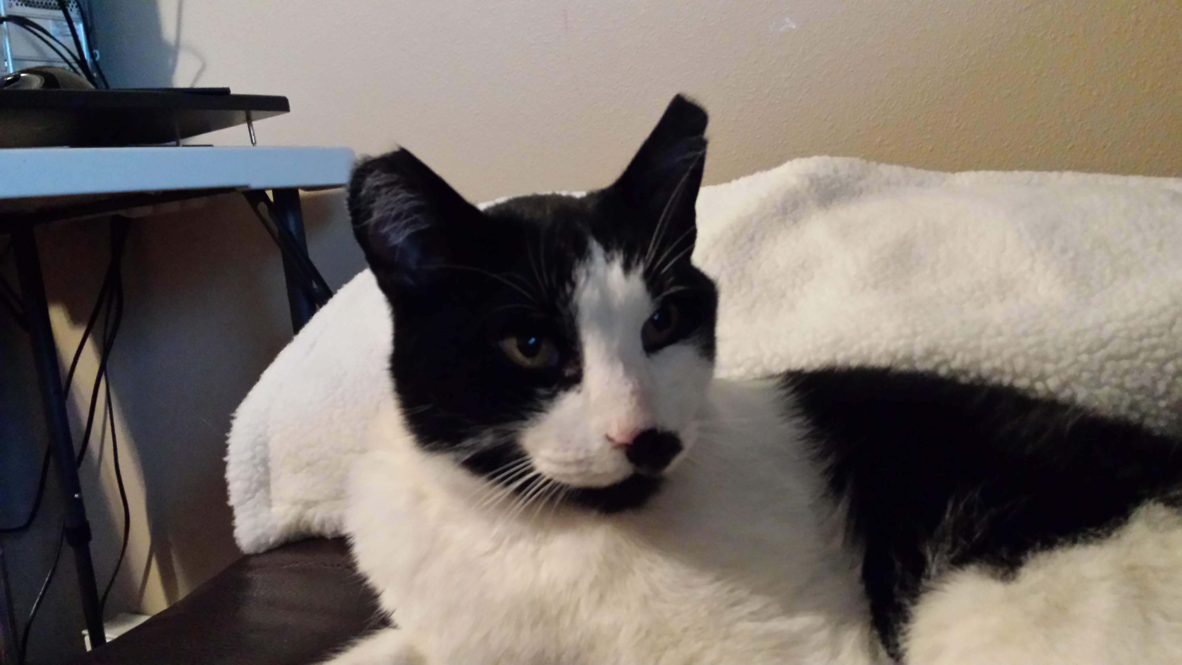 Found Black and white male cat / neutered MonDak Animal Rescue
