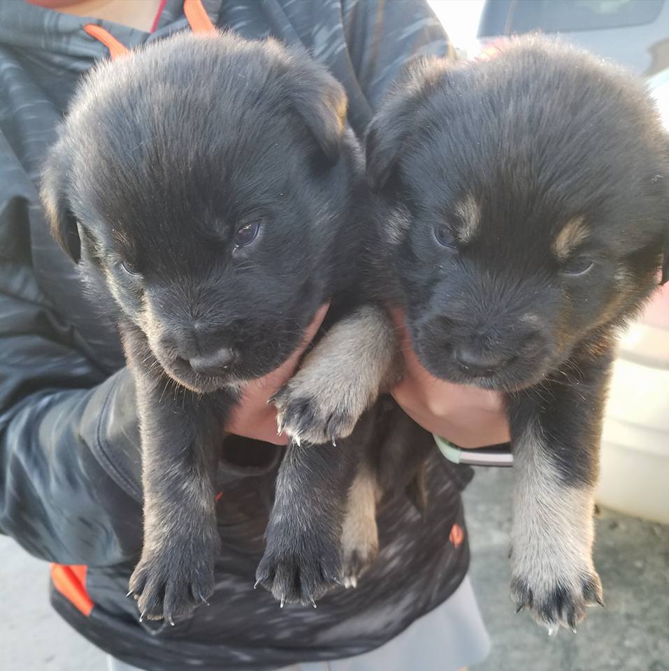 Border Collie Mix Puppies MonDak Animal Rescue