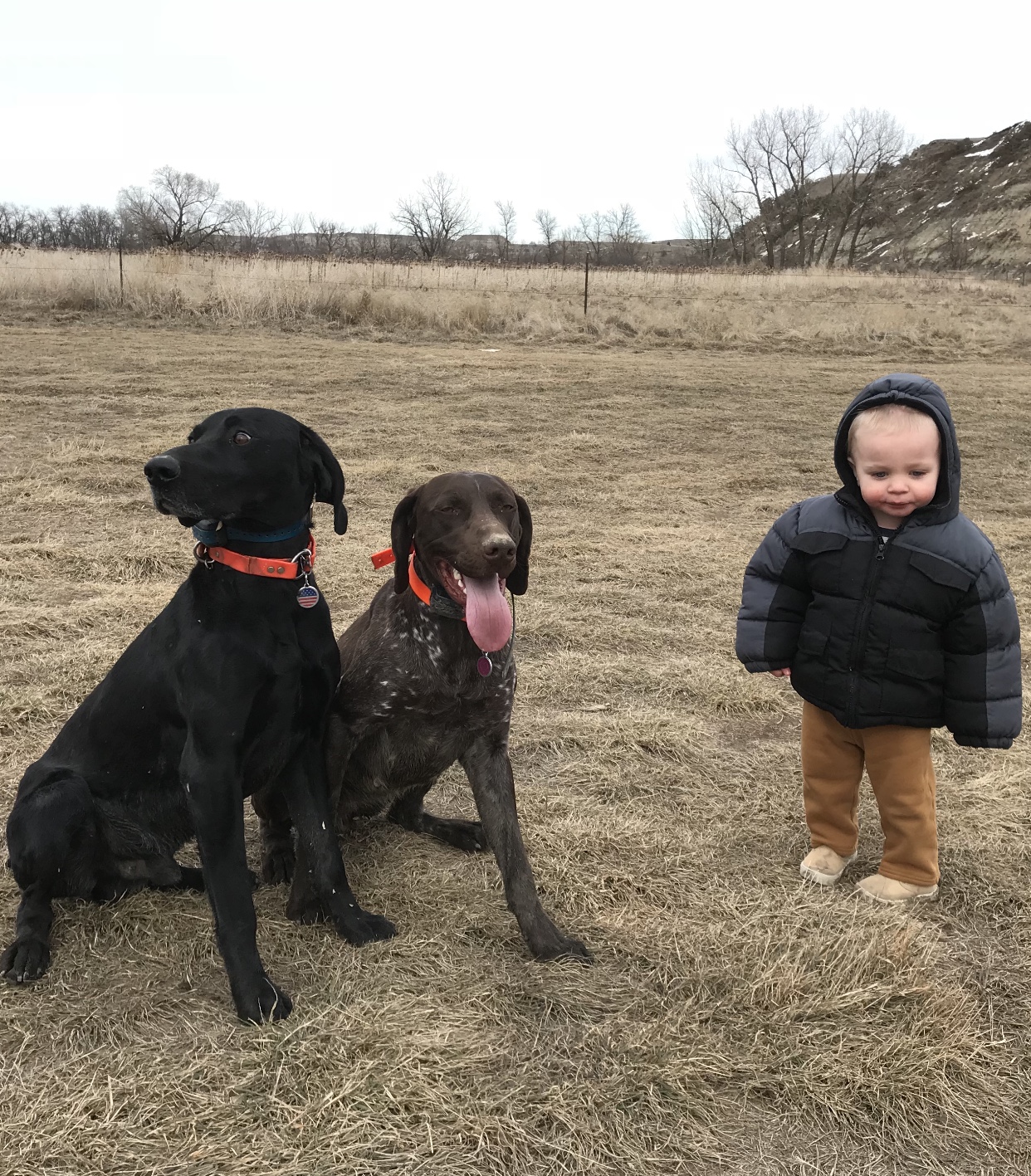 30 Top Photos German Short Haired Pointer Black : German Shorthaired Pointer Dog Breed Profile Petfinder